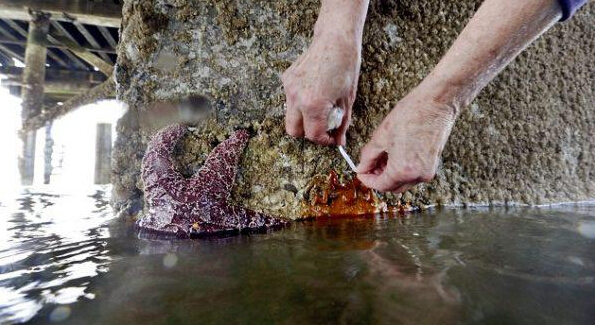 北美百万海星集体自杀撕裂自己致内脏喷出手段残忍