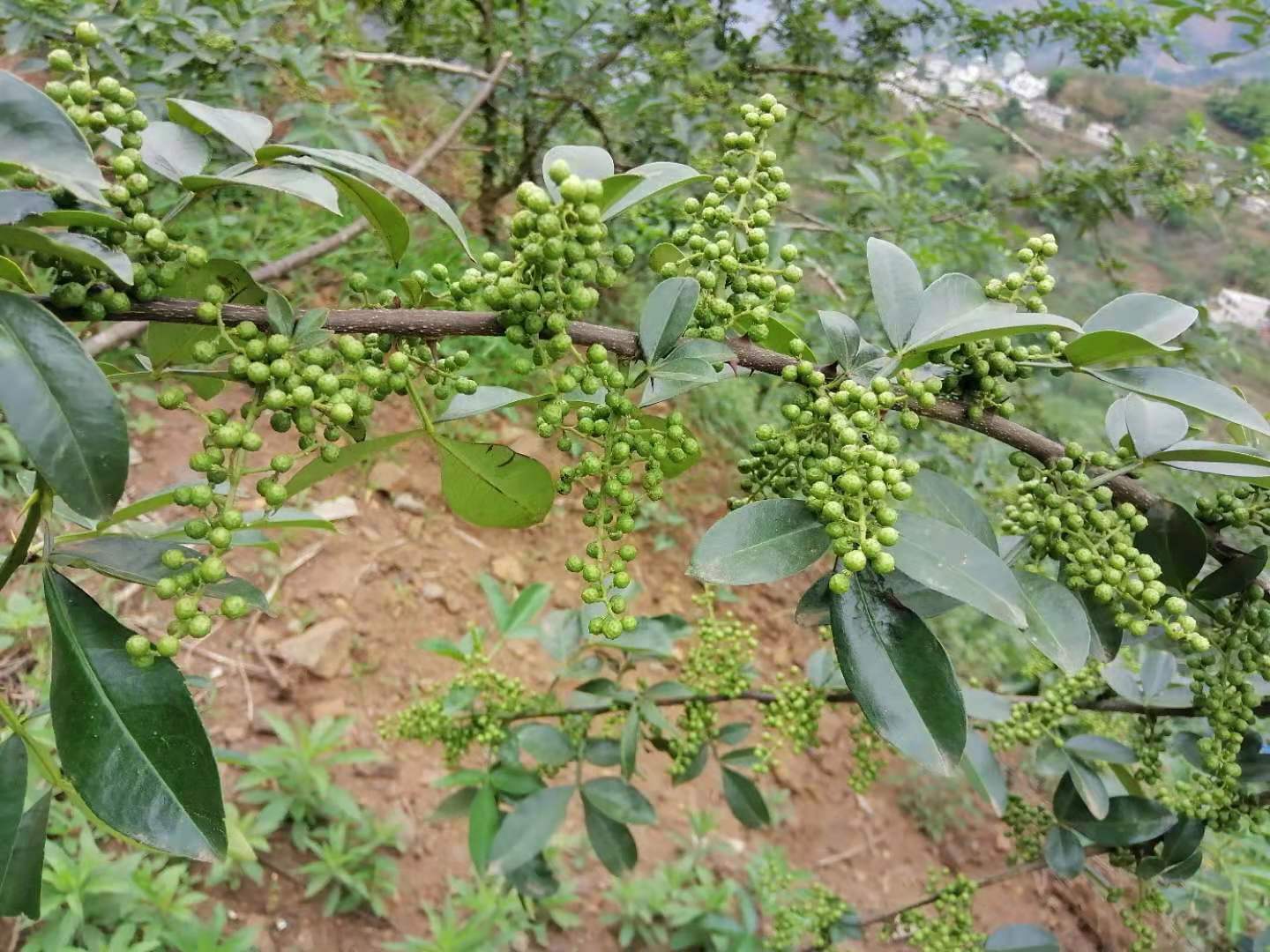 花椒的功效及作用