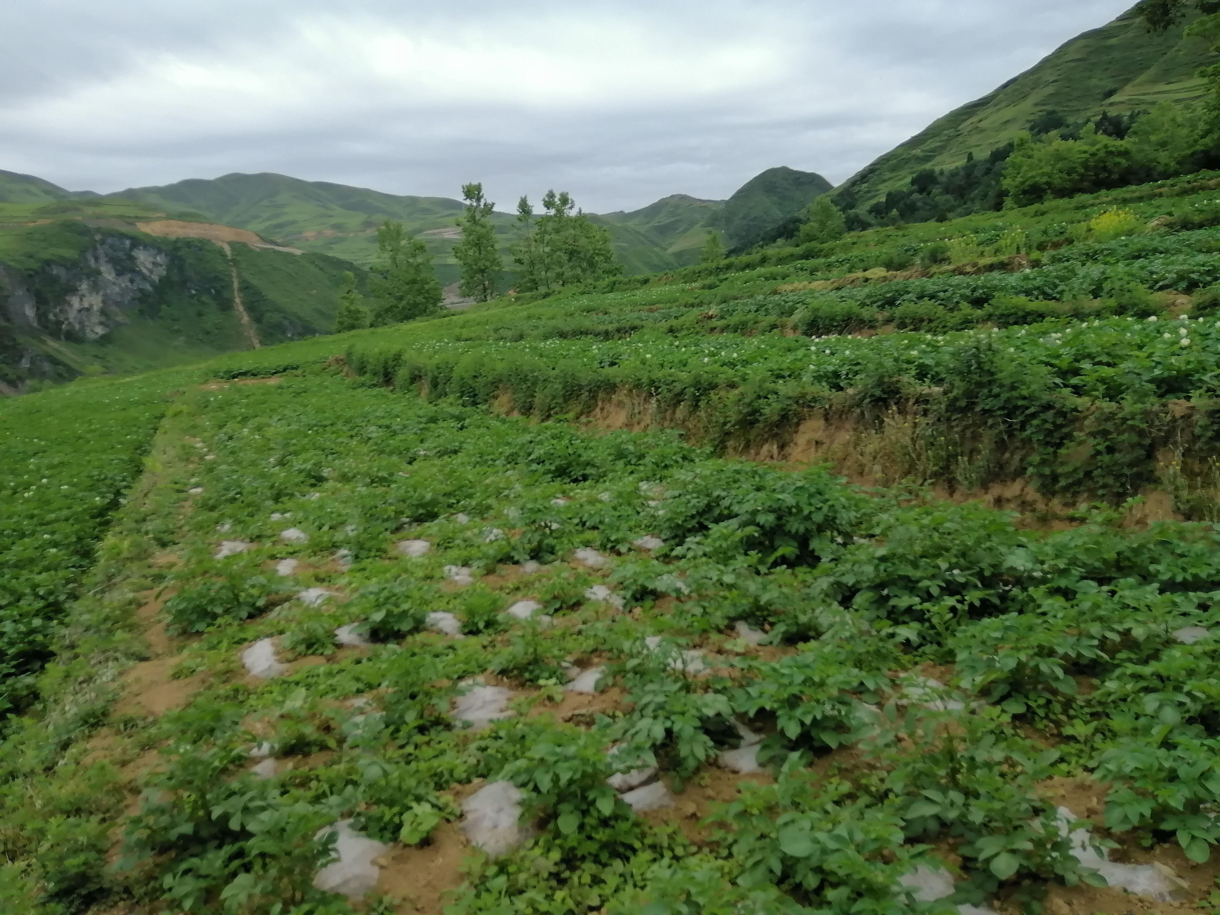 后山村美景-马旭-云南省昭通市永善县莲峰镇后山村-拓荒族